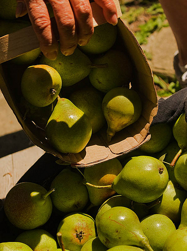 Picking pears on August 21.  Photo by Clayton Turner